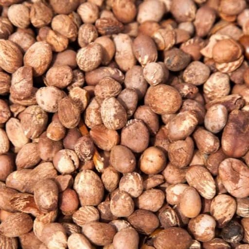 Shea Nuts