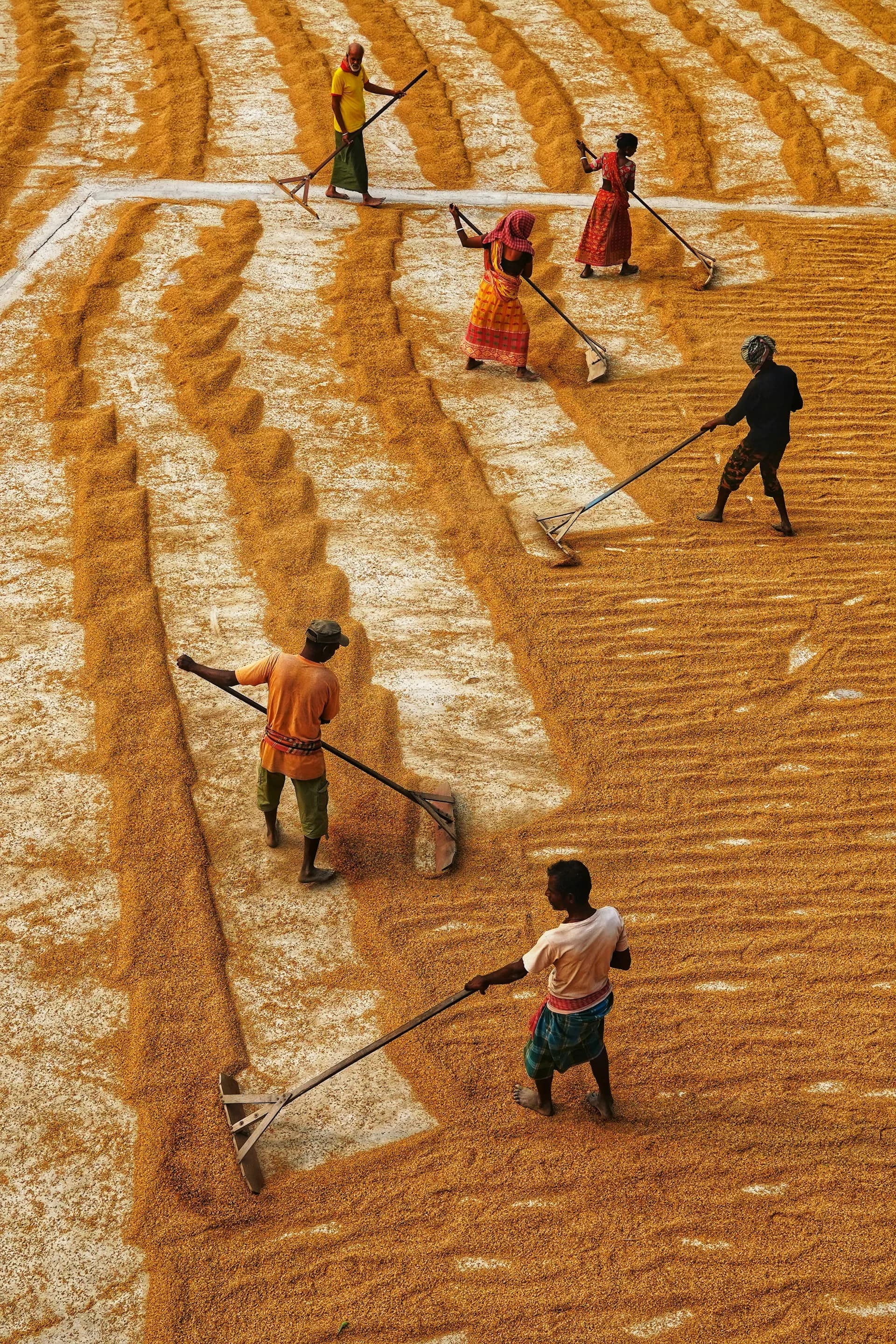 Agricultural workers processing crops